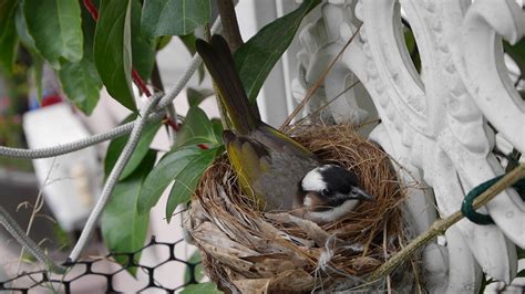 鳥在陽台築巢